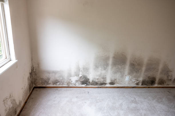 Best Water Damage & Mold Remediation  in Mango, FL