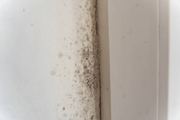 Best Emergency Mold Remediation  in Mango, FL